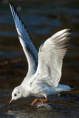 Mouette rieuse