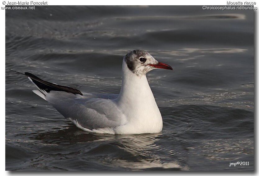 Mouette rieuse