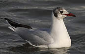 Mouette rieuse