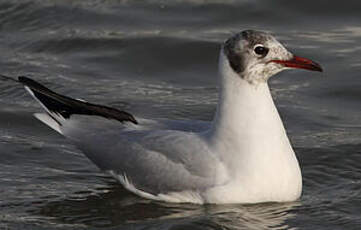 Mouette rieuse