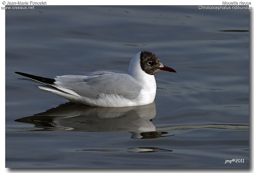 Black-headed Gull