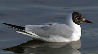 Black-headed Gull