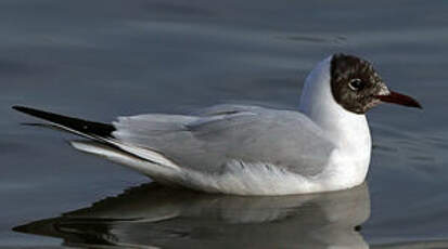 Mouette rieuse