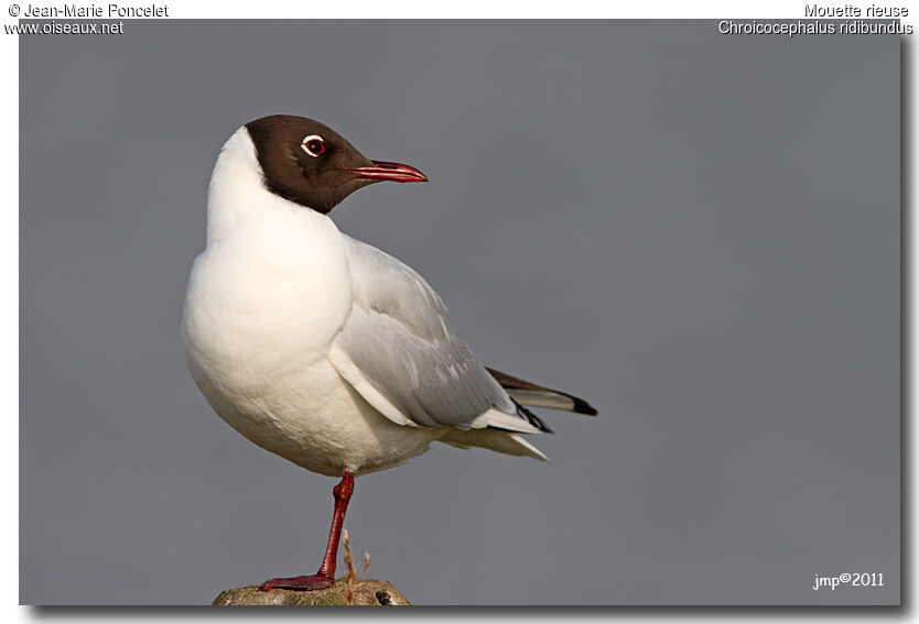 Mouette rieuse