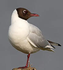 Mouette rieuse