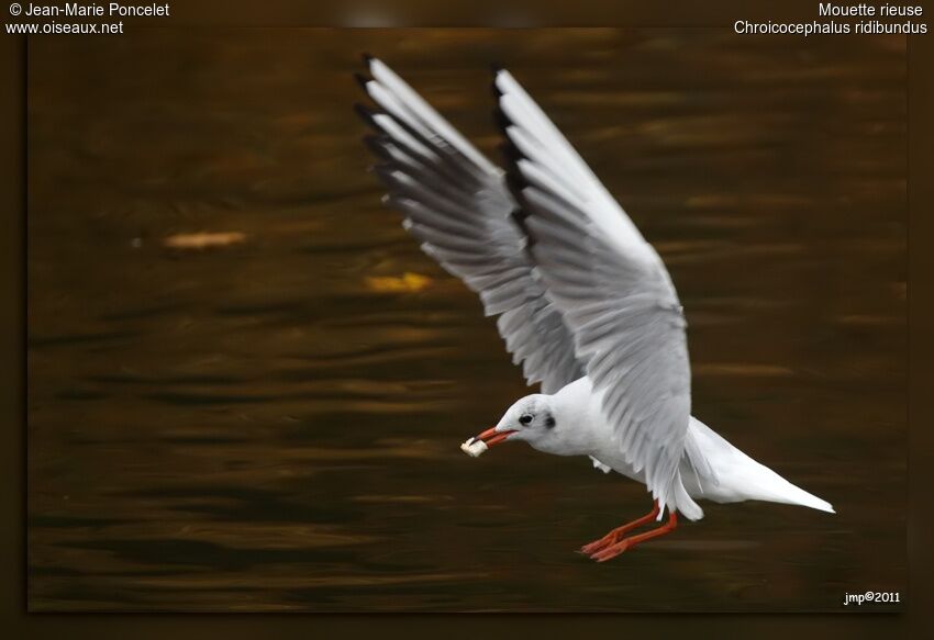 Mouette rieuse