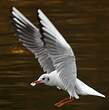 Mouette rieuse