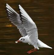 Black-headed Gull