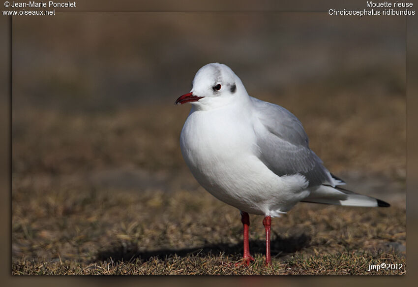 Mouette rieuse