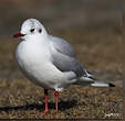 Mouette rieuse