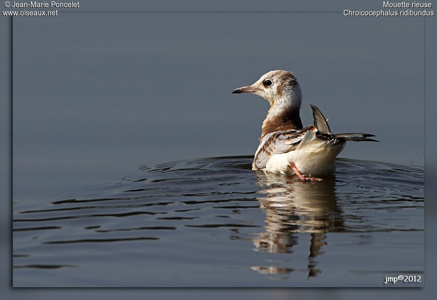 Mouette rieuse