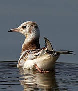 Mouette rieuse