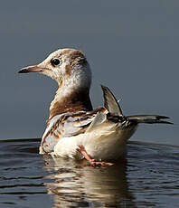 Mouette rieuse