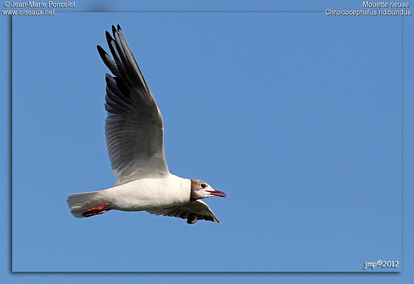 Mouette rieuse