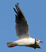 Mouette rieuse