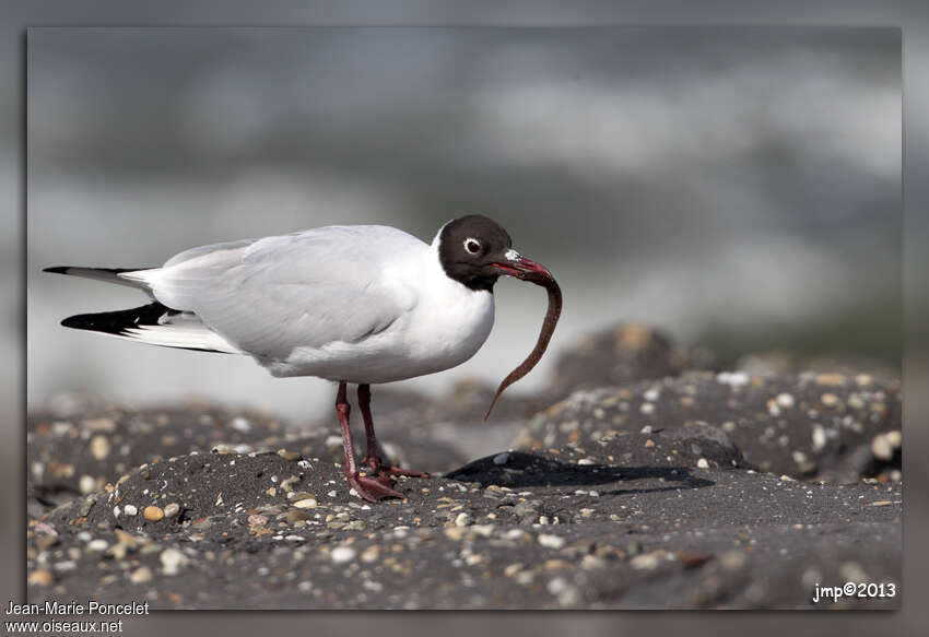 Mouette rieuseadulte nuptial, régime