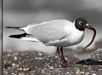 Mouette rieuse