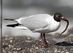 Mouette rieuse