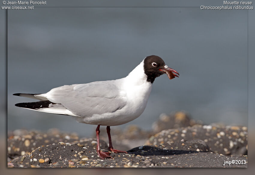 Black-headed Gull