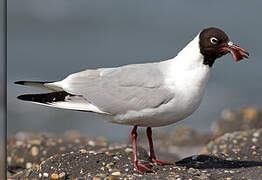 Mouette rieuse