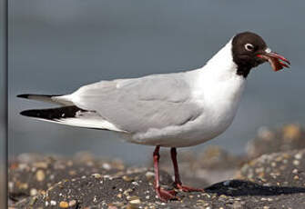 Mouette rieuse