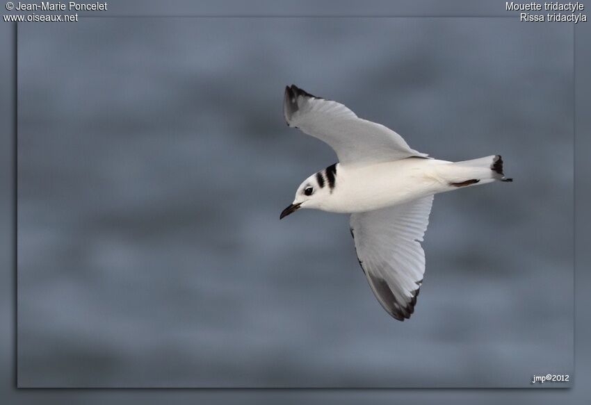 Black-legged Kittiwake