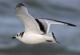 Black-legged Kittiwake