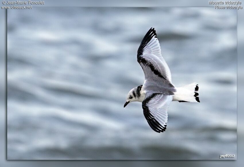 Mouette tridactyle