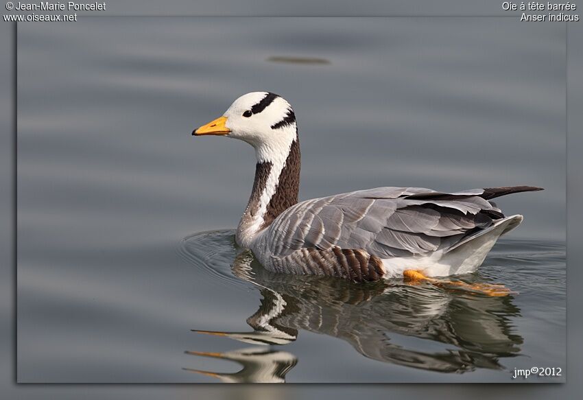 Bar-headed Goose