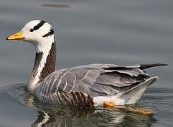 Bar-headed Goose