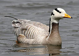 Bar-headed Goose