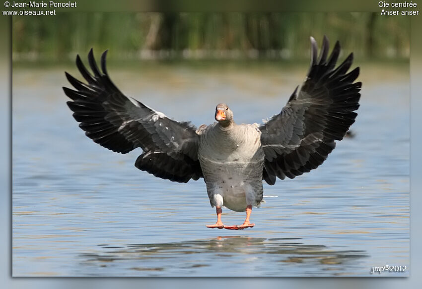 Greylag Goose