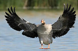 Greylag Goose