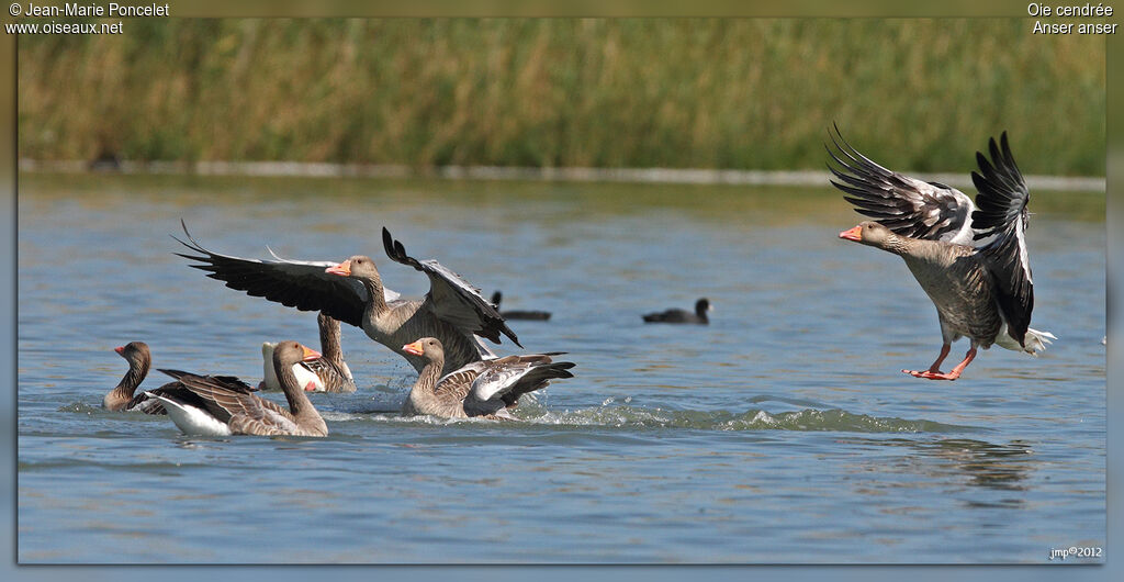 Greylag Goose