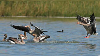 Greylag Goose