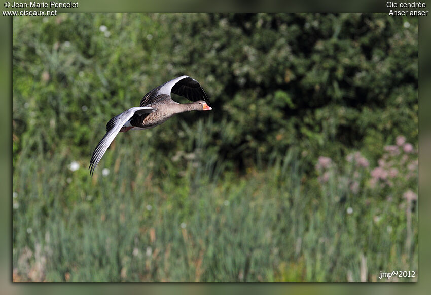 Greylag Goose