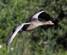 Greylag Goose