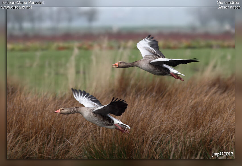 Greylag Goose