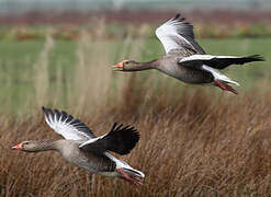 Greylag Goose