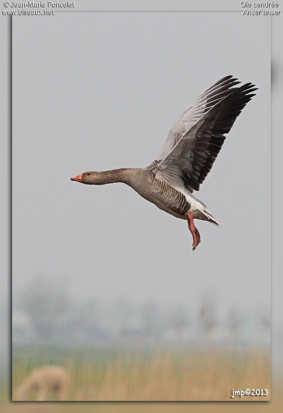 Greylag Goose