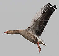 Greylag Goose