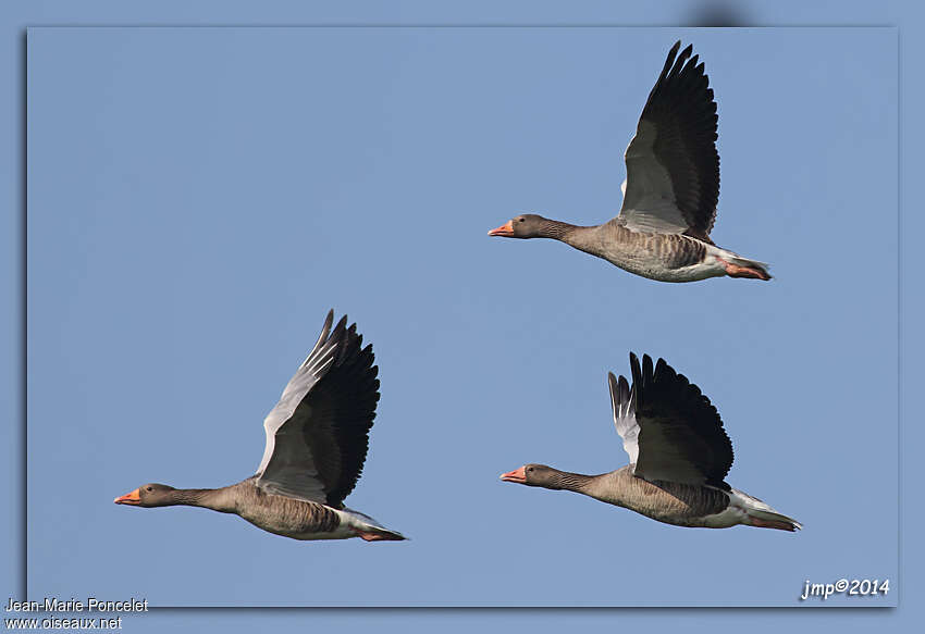 Greylag Goose, Flight