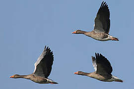 Greylag Goose