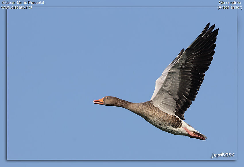 Greylag Goose