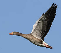 Greylag Goose