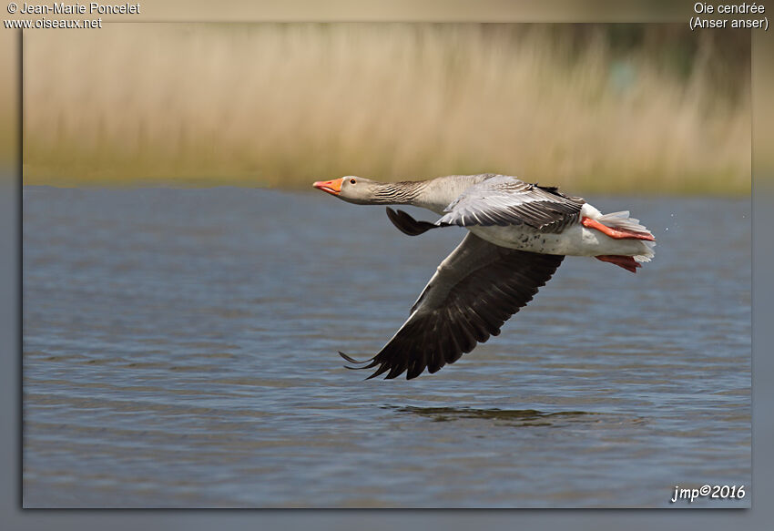 Greylag Goose