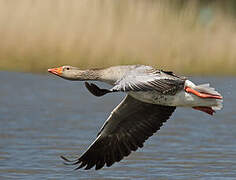 Greylag Goose