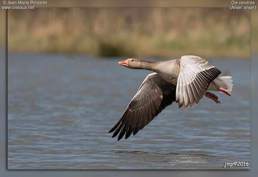 Greylag Goose