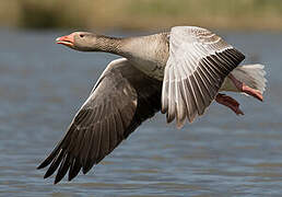 Greylag Goose