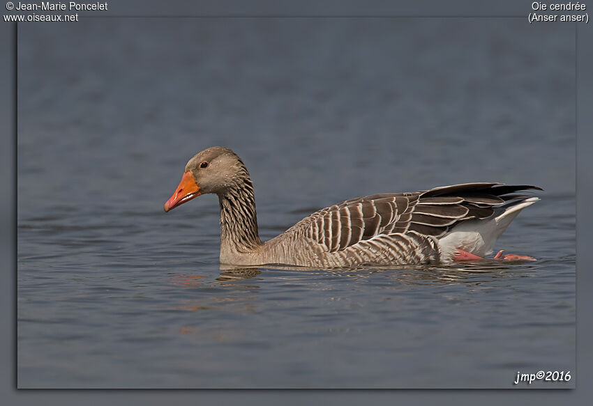 Greylag Goose